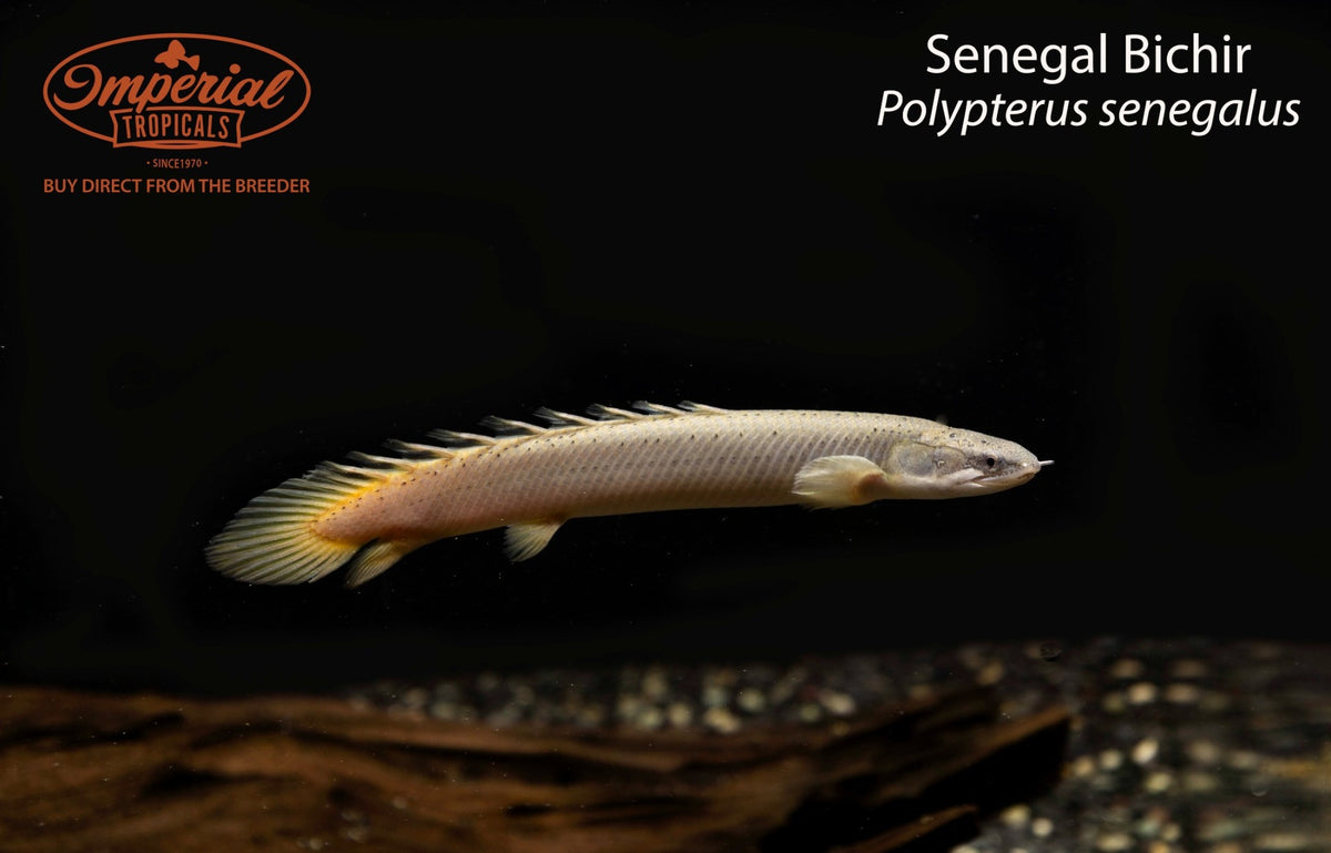 Senegal Bichir