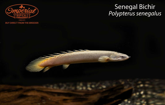 Senegal Bichir