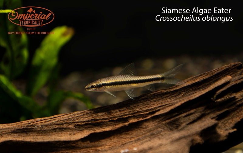 Siamese Algae Eater (Crossocheilus oblongus)