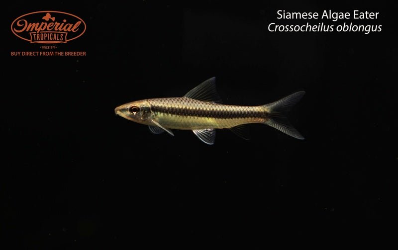 Siamese Algae Eater (Crossocheilus oblongus)