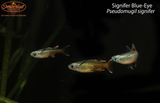 BOGO Signifer Blue-Eye