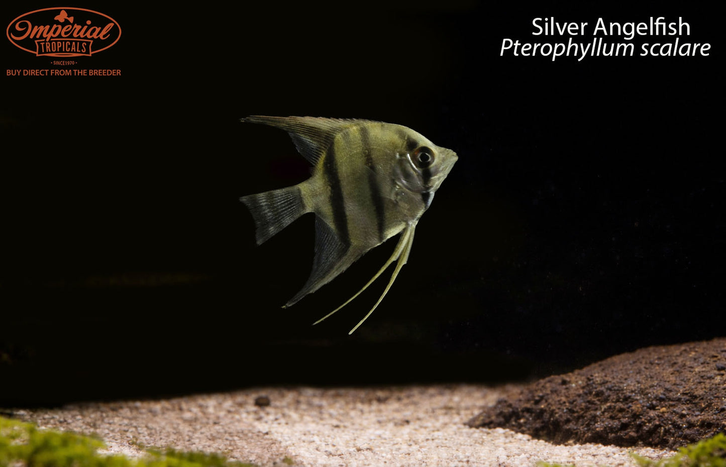 Silver Angelfish