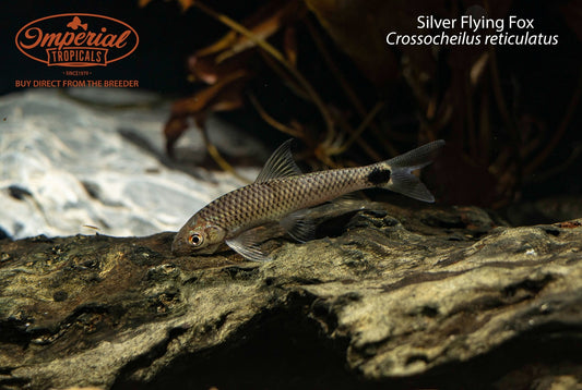 Silver Flying Fox (Crossocheilus reticulatus)