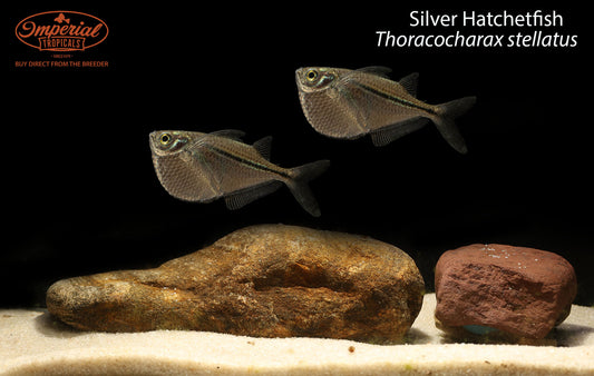 Silver Hatchetfish