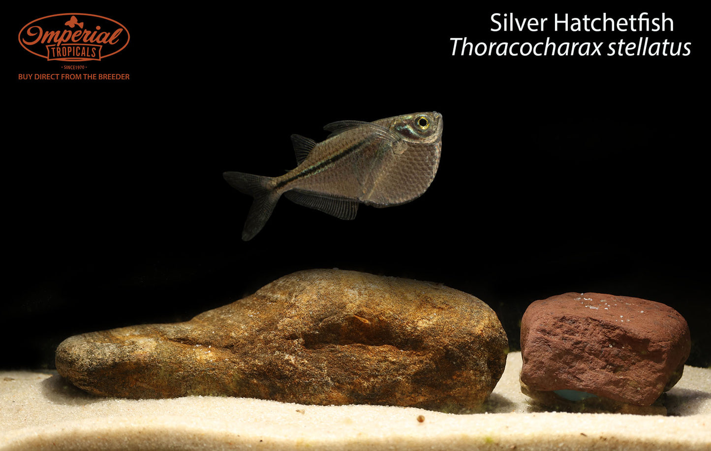 Silver Hatchetfish