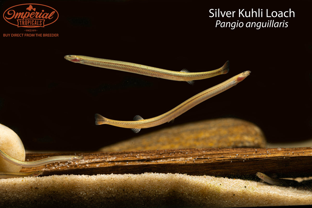 Silver Kuhli Loach (Pangio anguillaris)