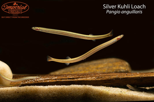 Silver Kuhli Loach (Pangio anguillaris)