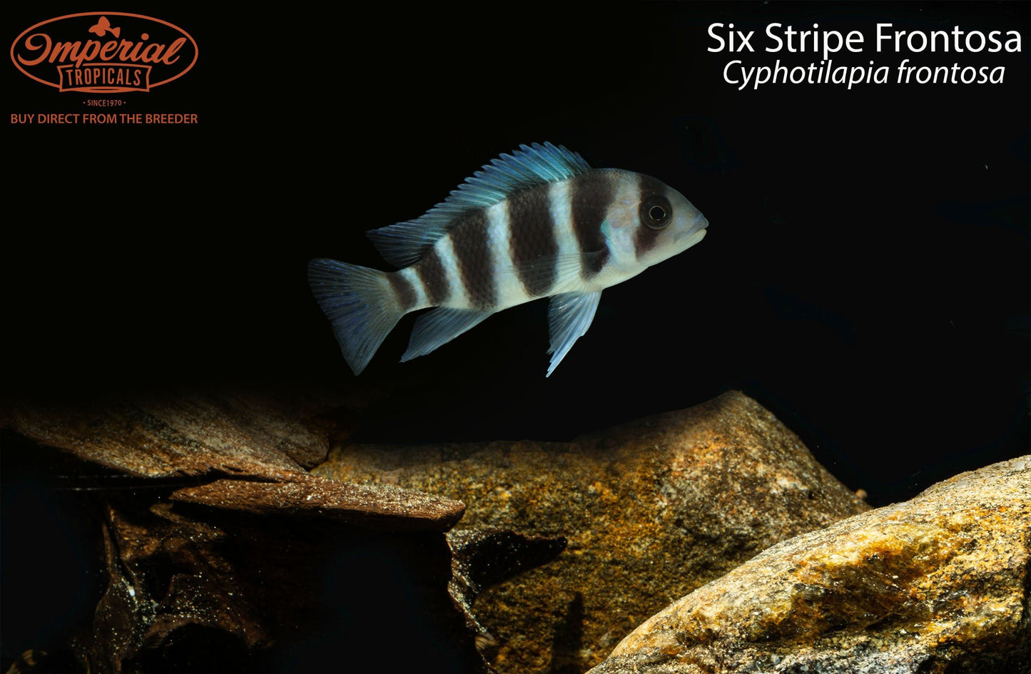 Six Stripe Frontosa