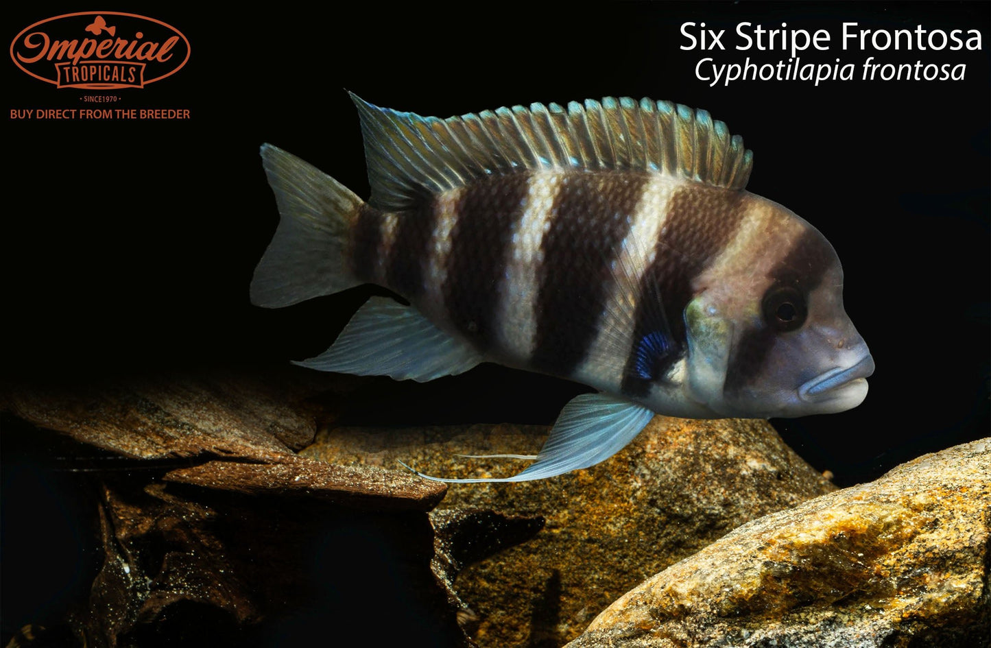 Six Stripe Frontosa