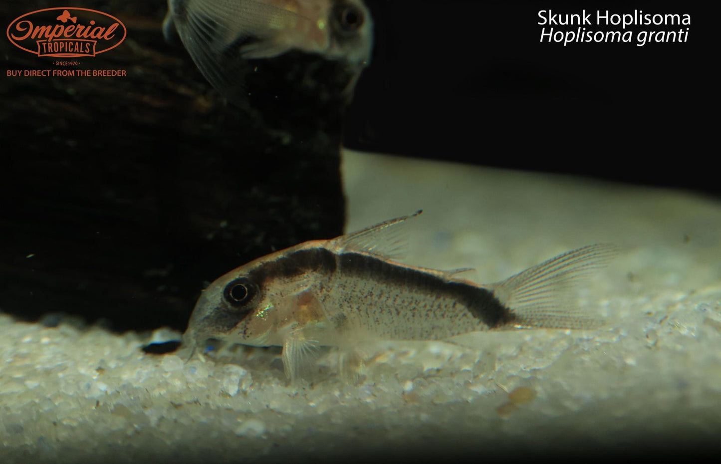 Skunk Hoplisoma (Hoplisoma granti)