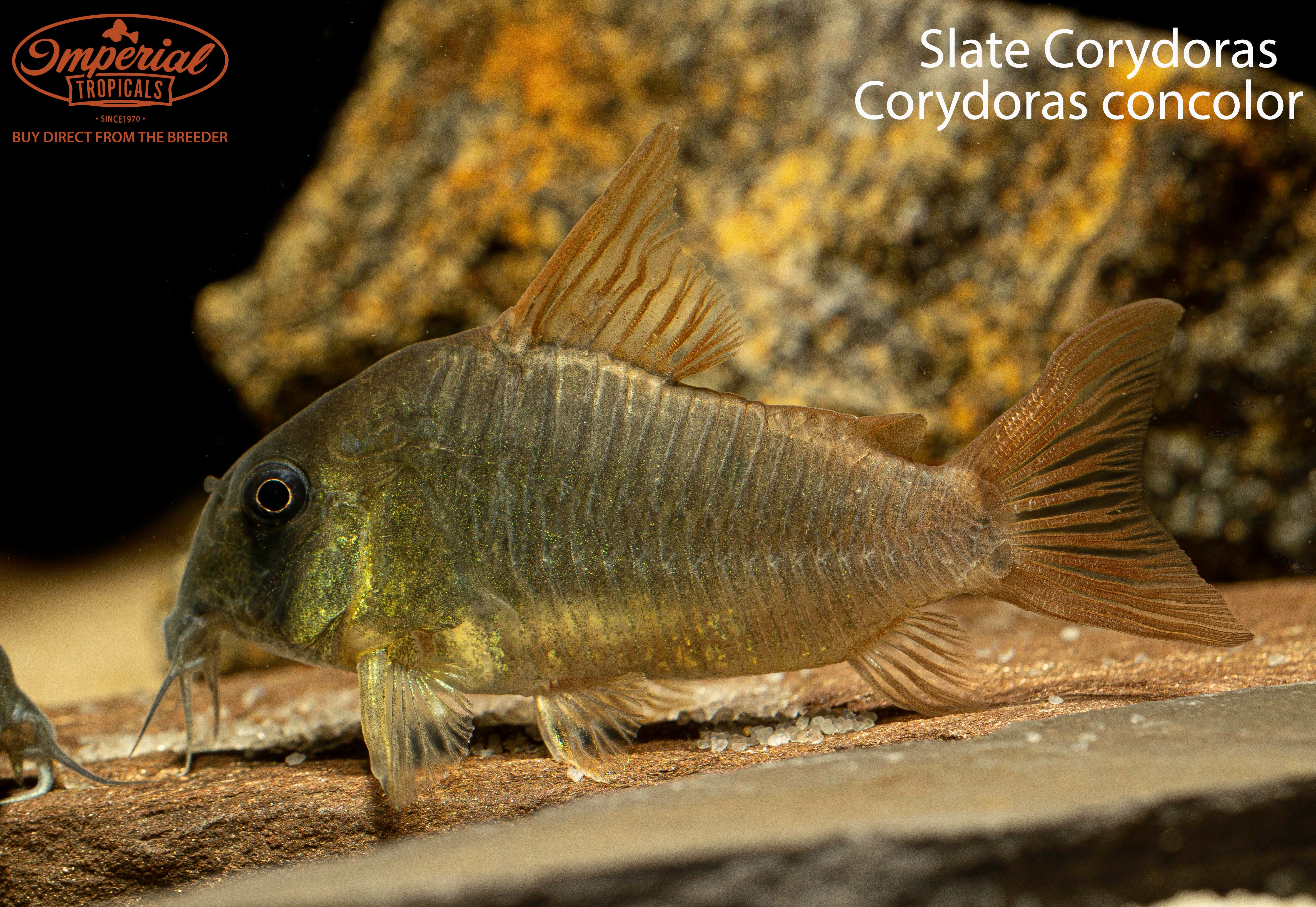 Slate Cory (Corydoras Concolor) - Shop Imperial Tropicals