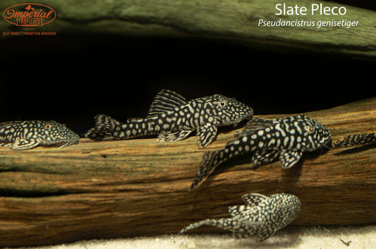 Slate Pleco