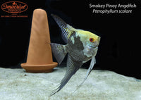 Smokey Pinoy Angelfish