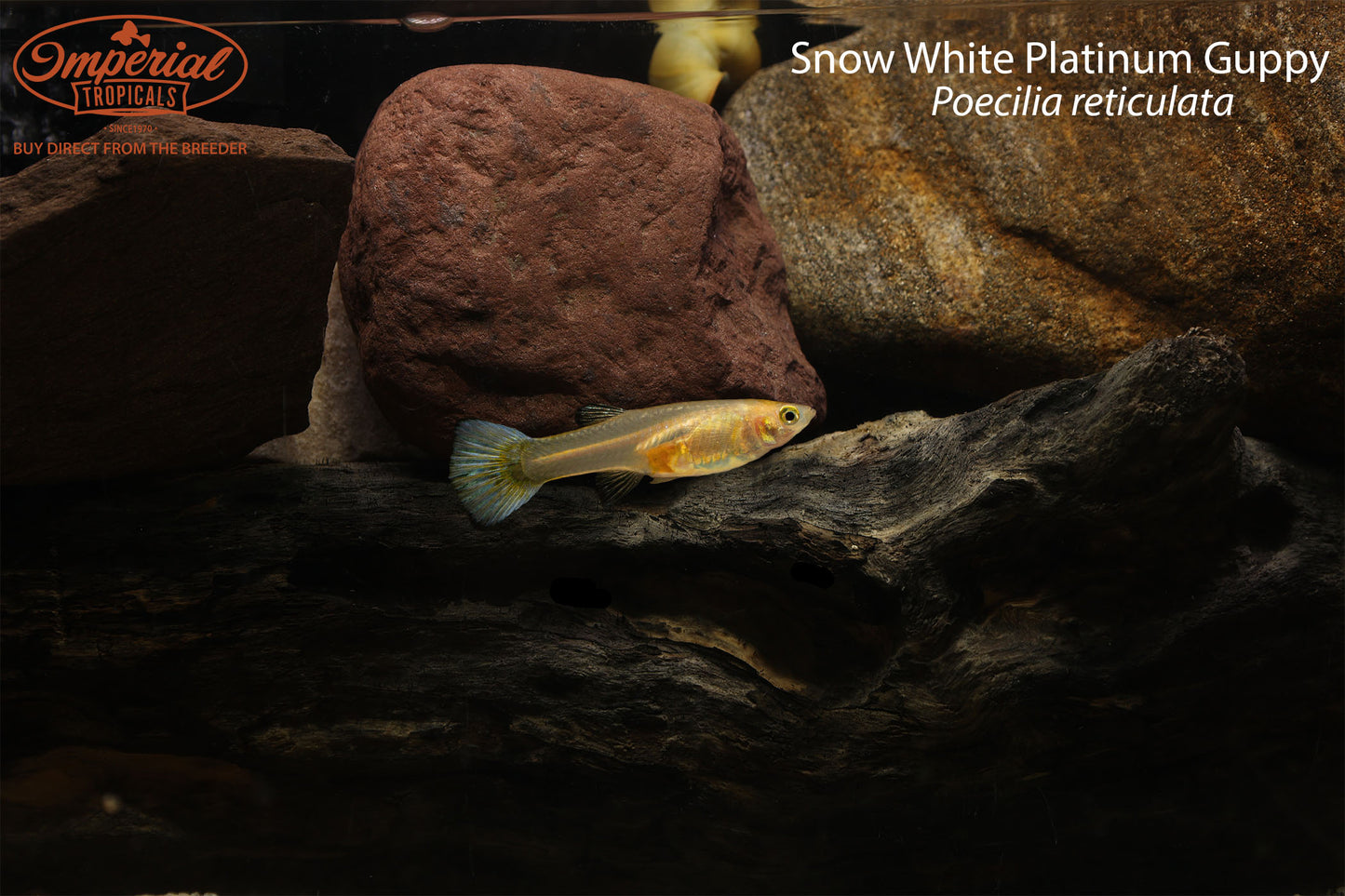 Snow White Platinum Guppy