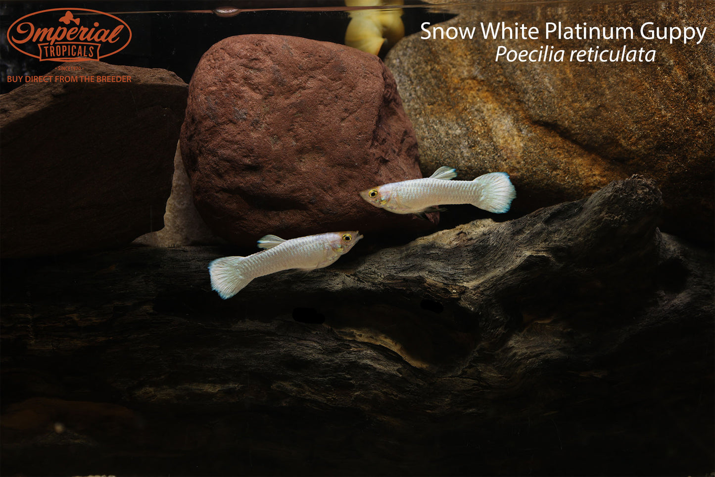 Snow White Platinum Guppy