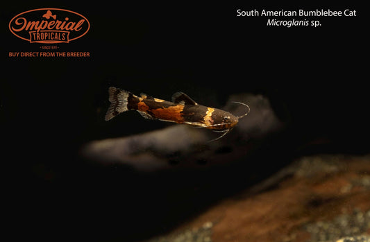 South American Bumblebee Cat (Microglanis sp.)