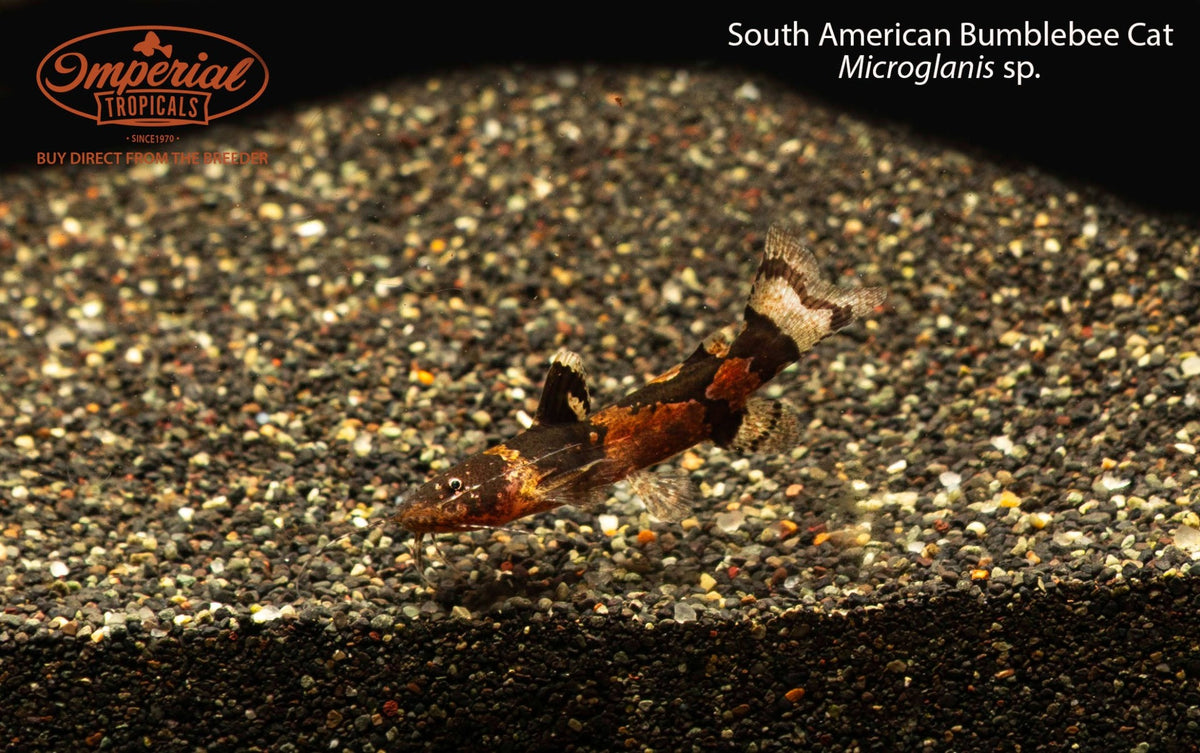 South American Bumblebee Cat (Microglanis sp.)