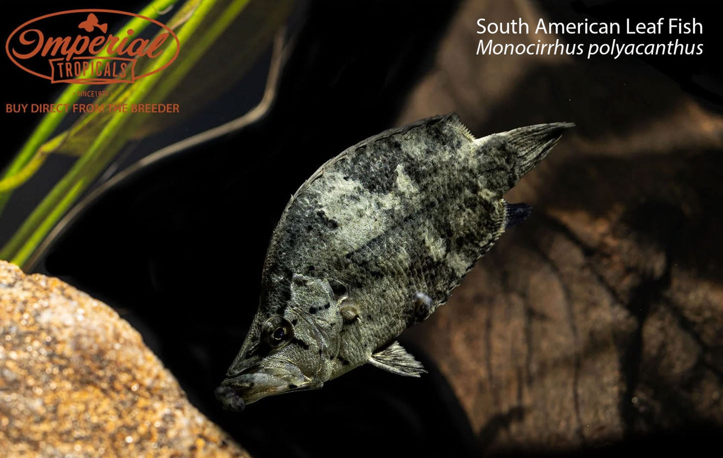 South American Leaf Fish