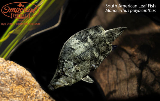 South American Leaf Fish