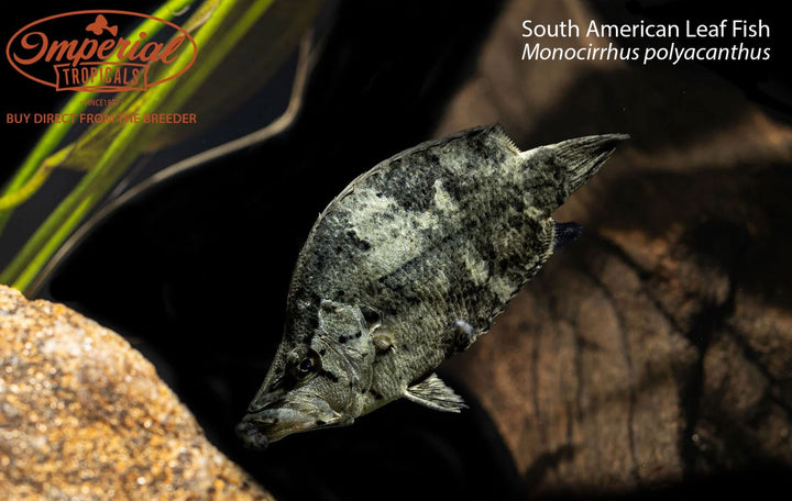 Misc other fish – Imperial Tropicals