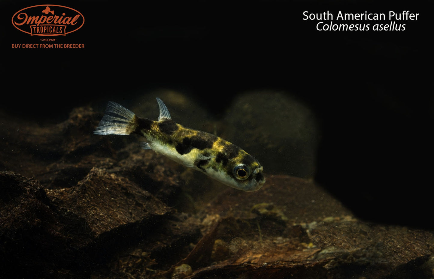 South American Puffer