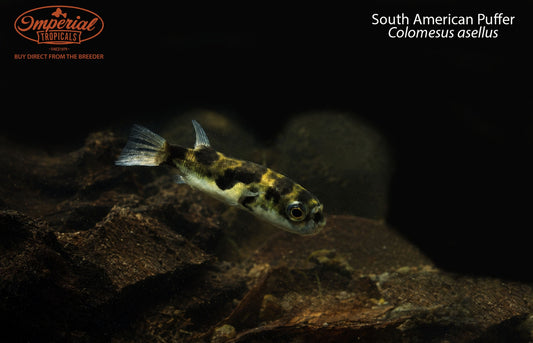 South American Puffer