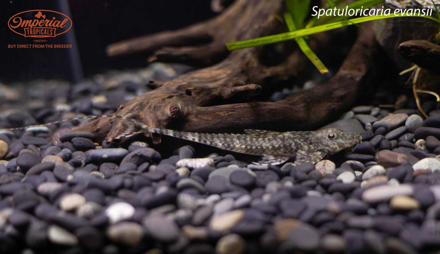 Spatuloricaria evansii