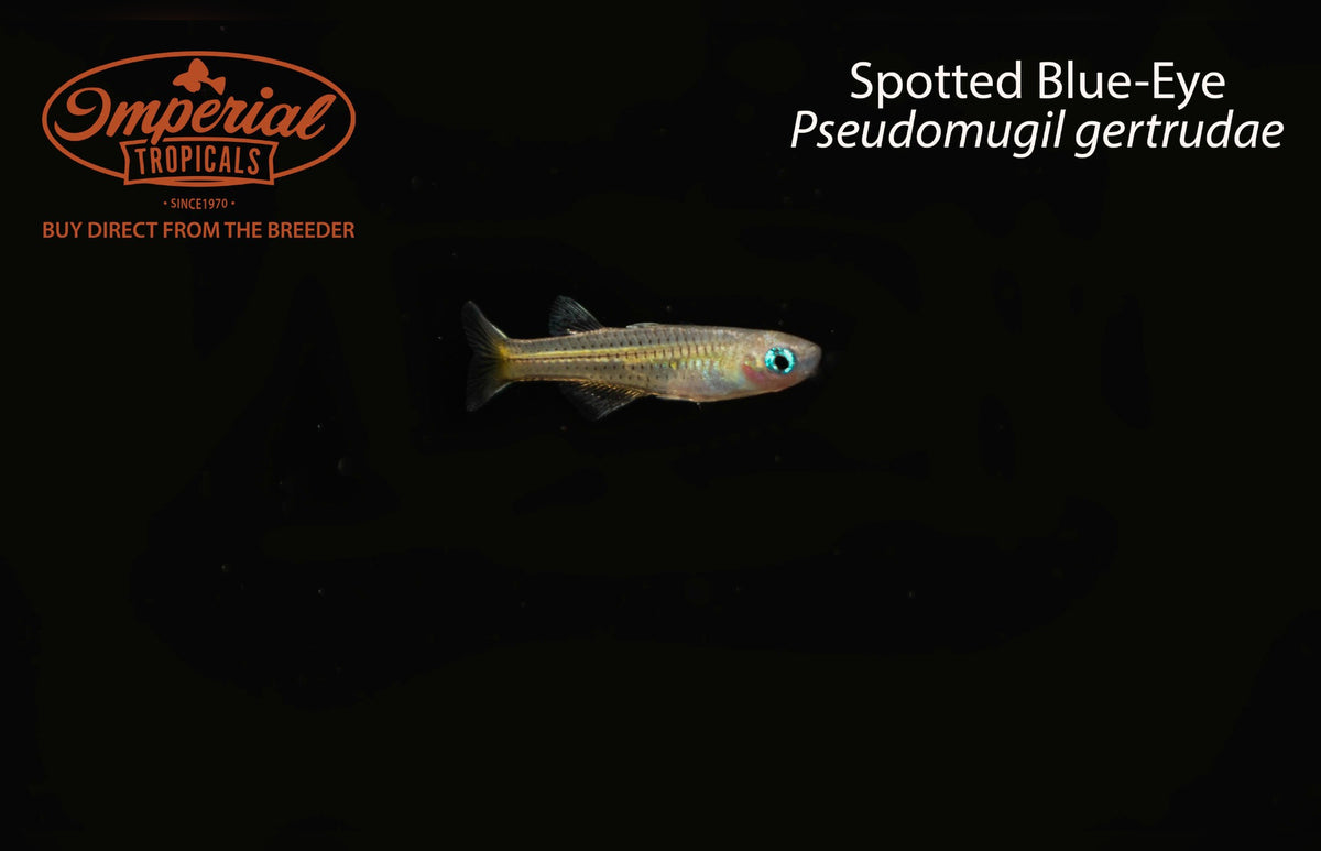 Spotted Blue-Eye