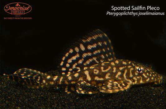 Spotted Sailfin Pleco