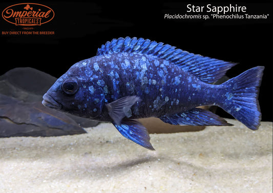 Star Sapphire