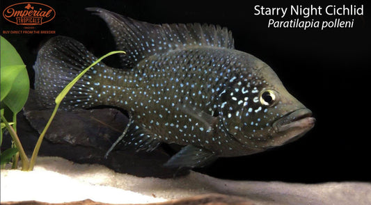 Starry Night Cichlid