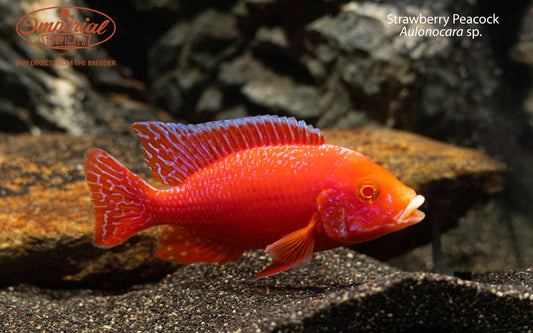 Strawberry Peacock (Aulonocara sp.)