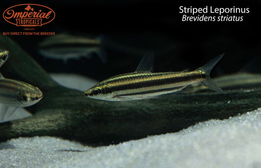Striped Leporinus (Brevidens striatus)