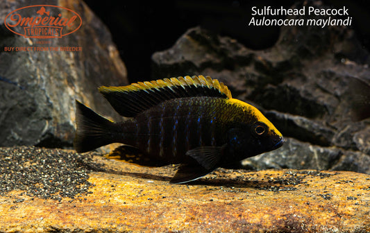 BOGO Sulfurhead Peacock
