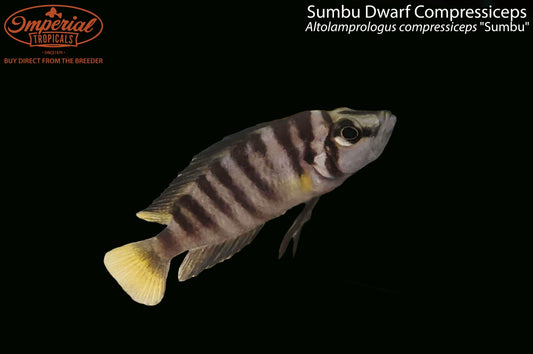 Sumbu Dwarf Compressiceps