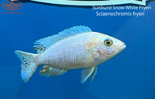 Sunburst Snow White Fryeri