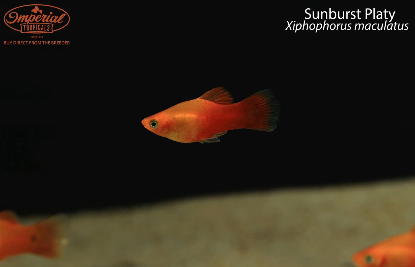 Sunburst Platy
