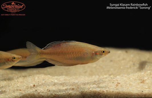 Sungai Klasam Rainbowfish