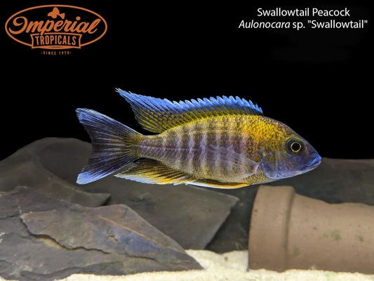 BOGO Swallowtail Peacock
