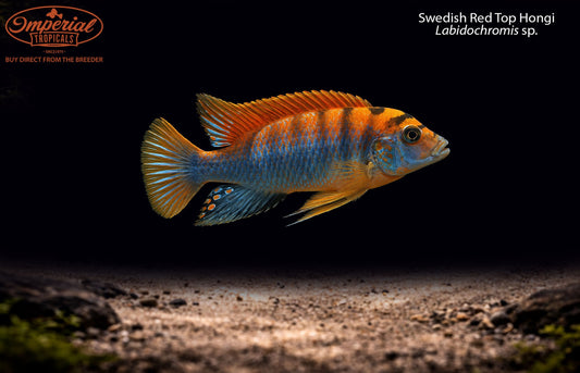 Swedish Red Top Hongi