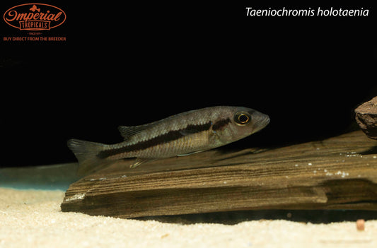 Taeniochromis holotaenia