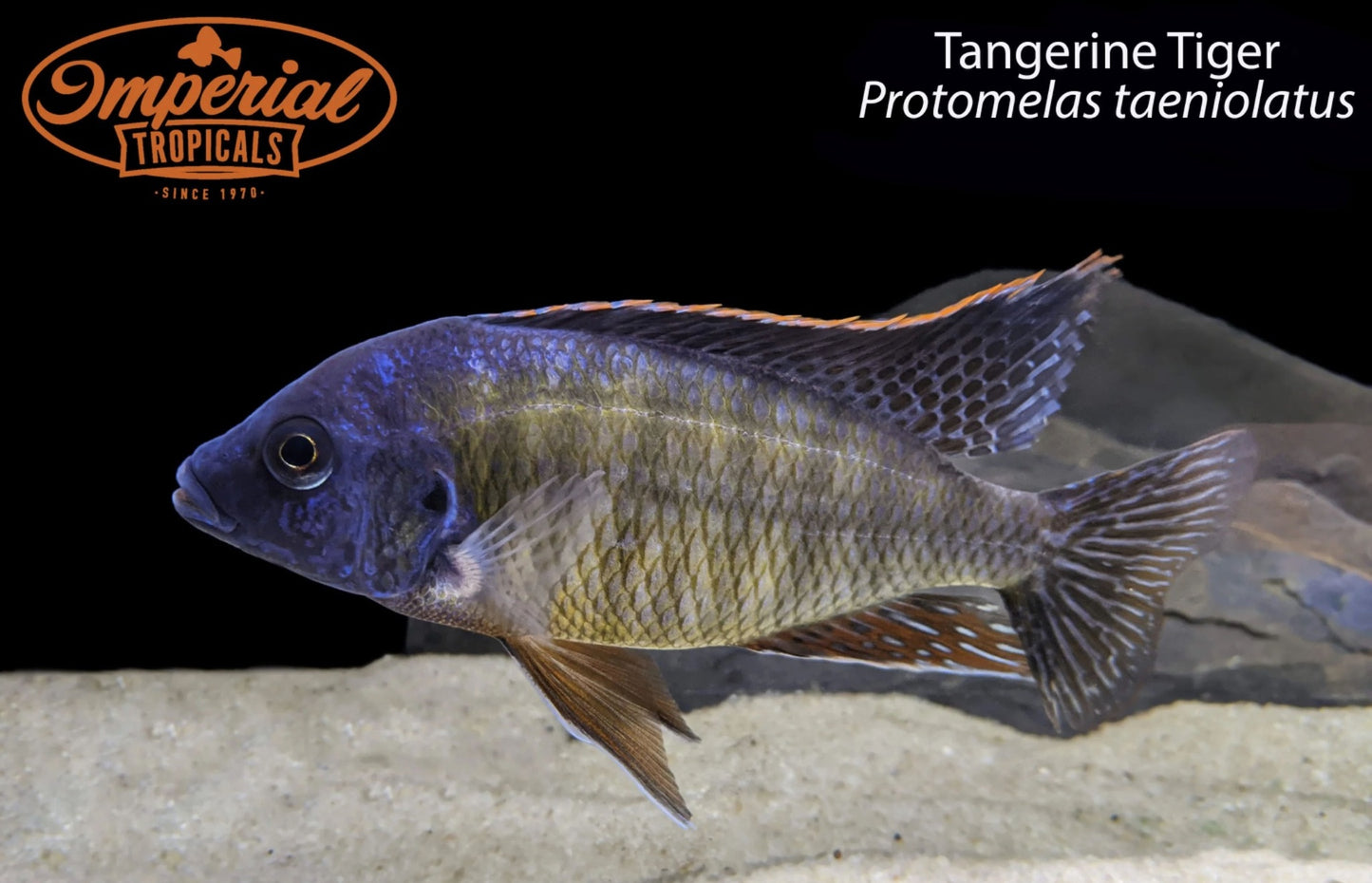 BOGO Tangerine Tiger