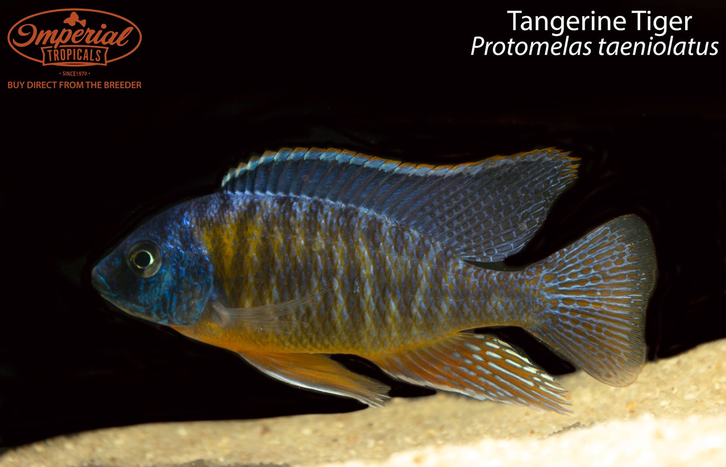 Tangerine Tiger