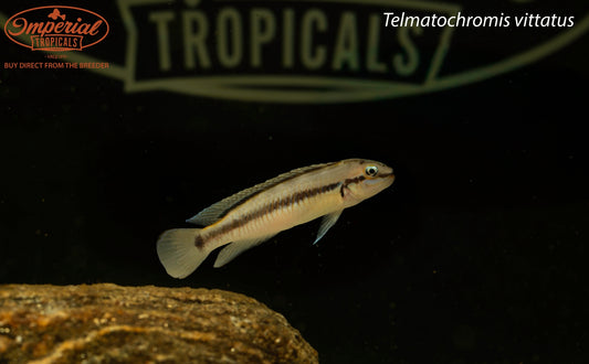 BOGO Telmatochromis vittatus