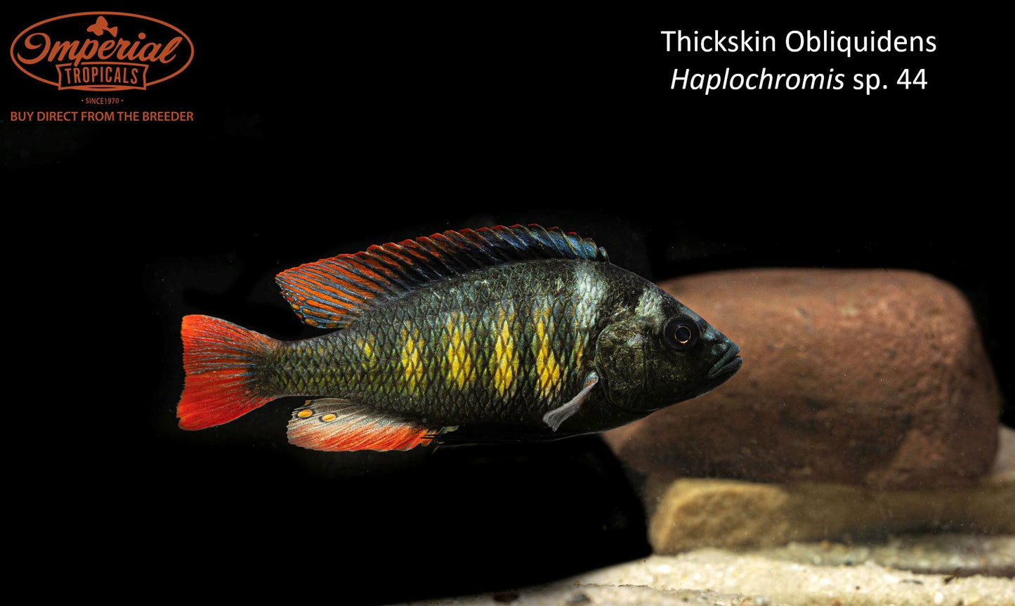 Thickskin Obliquidens