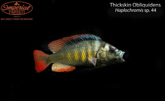 Thickskin Obliquidens