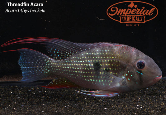 Threadfin Acara