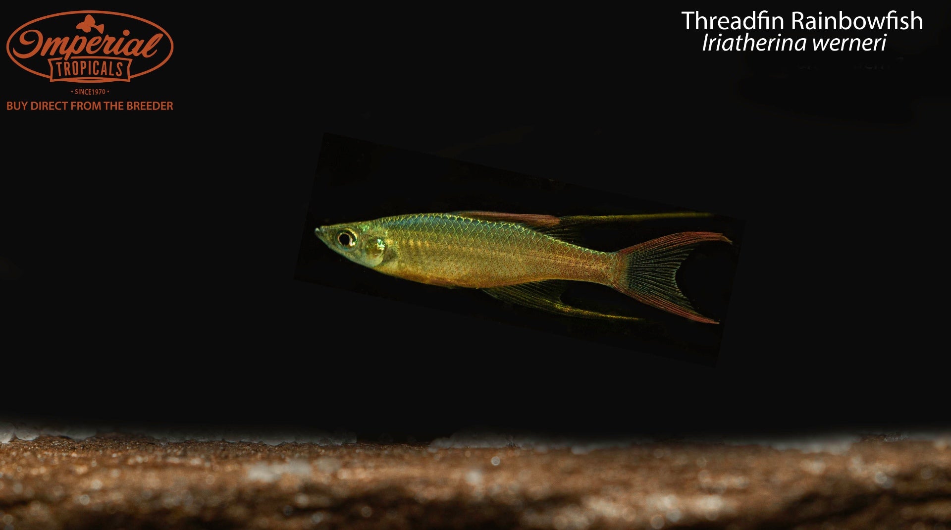 Thread Fin Fish Farm Threadfin Rainbowfish (Iriatherina werneri) - shop Imperial Tropicals