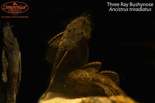Three Ray Bushynose