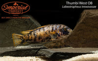 Thumbi West OB